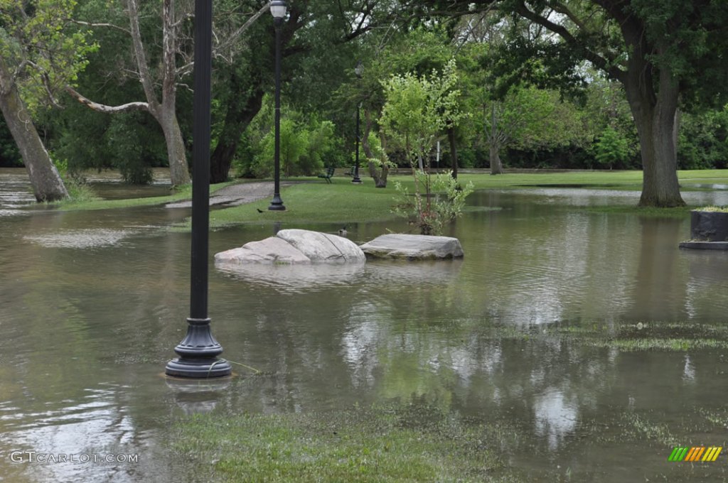 Ducks fishing in the park