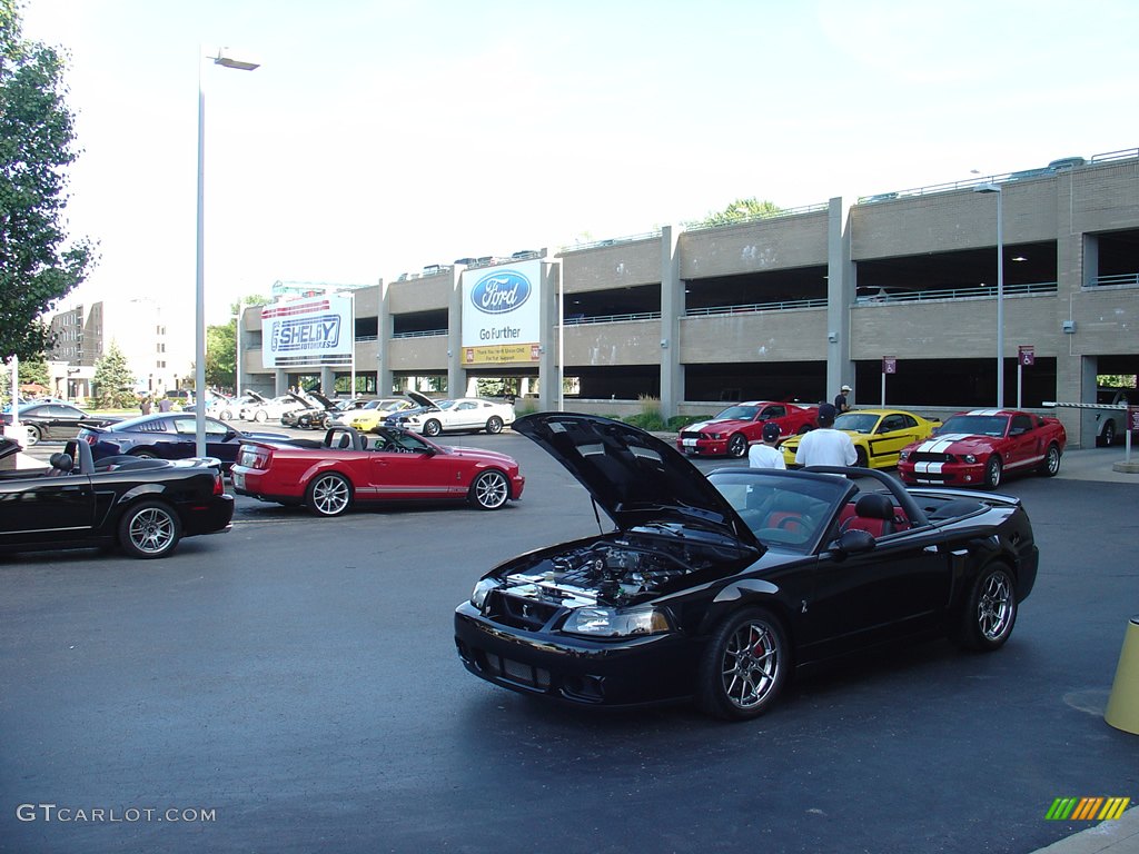 Shelby at Mustang Alley 2012